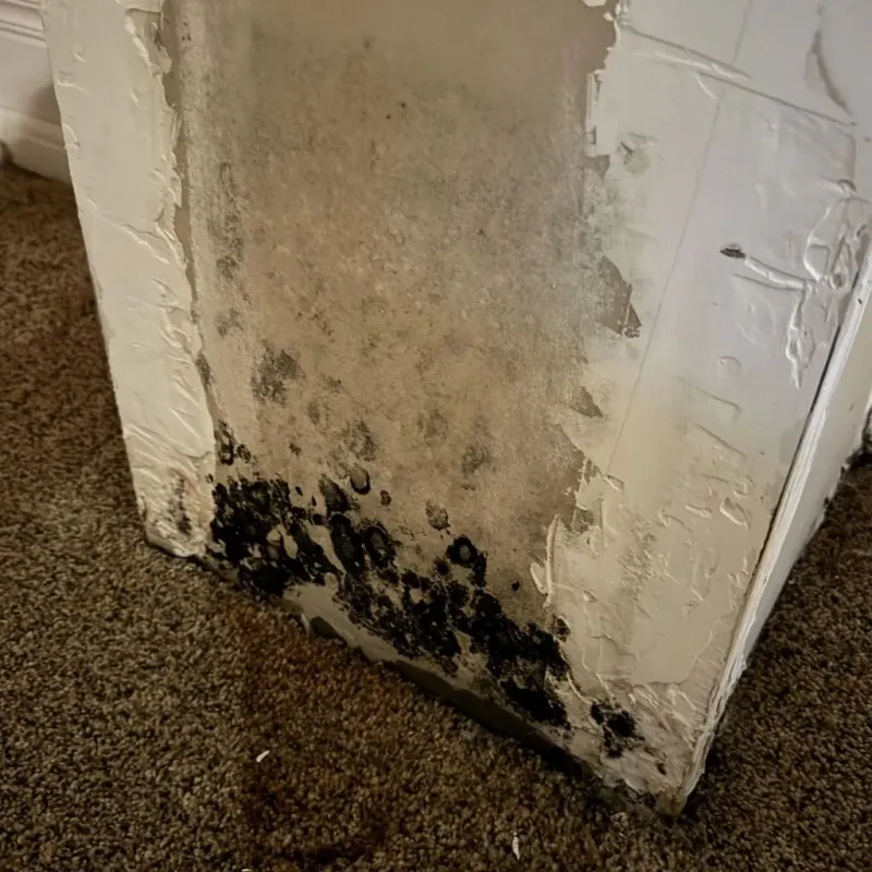 Professional Mold Removal in Depew, NY